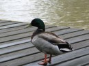 IMG_0812 * 1600 x 1200 * (503KB)