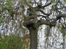 IMG_0841 * 1600 x 1200 * (1.19MB)