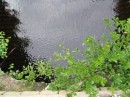 IMG_1626 * 1600 x 1200 * (368KB)