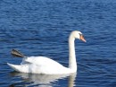 IMG_3529 * 1600 x 1200 * (850KB)