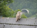 IMG_0685 * 2592 x 1944 * (1.26MB)