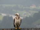 IMG_0687 * 2592 x 1944 * (798KB)