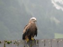 IMG_0688 * 2592 x 1944 * (880KB)