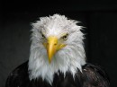 IMG_0701 * 2592 x 1944 * (917KB)
